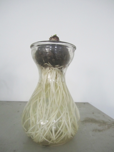 風(fēng)信子的根很發(fā)達(dá)