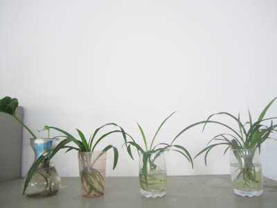 吊蘭隨便掐個(gè)頭放到水杯里就能長