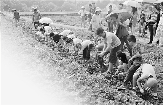 景區公園 江洋畈公園 西湖景區 親子活動