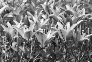 荷蘭百合漂洋過海扎根長春勝利公園