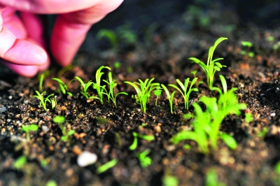 武漢植物園的溫室里，在工作人員的精心呵護下，豐都車前呈現出勃勃生機