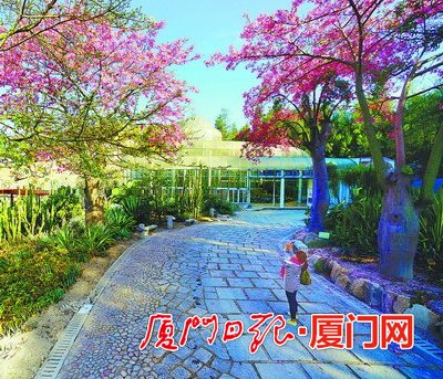 今年是美麗廈門戰(zhàn)略規(guī)劃實施元年，在市委市政府的高度重視下，按照市市政園林局的部署，廈門園林植物園正圍繞“青山碧海、紅花白鷺”大花園城市戰(zhàn)略，以植物引種馴化為核心，以植物專類園區(qū)建設(shè)為抓手，為鷺島的園林綠化發(fā)展、生態(tài)文明建設(shè)先行先試添磚加瓦。