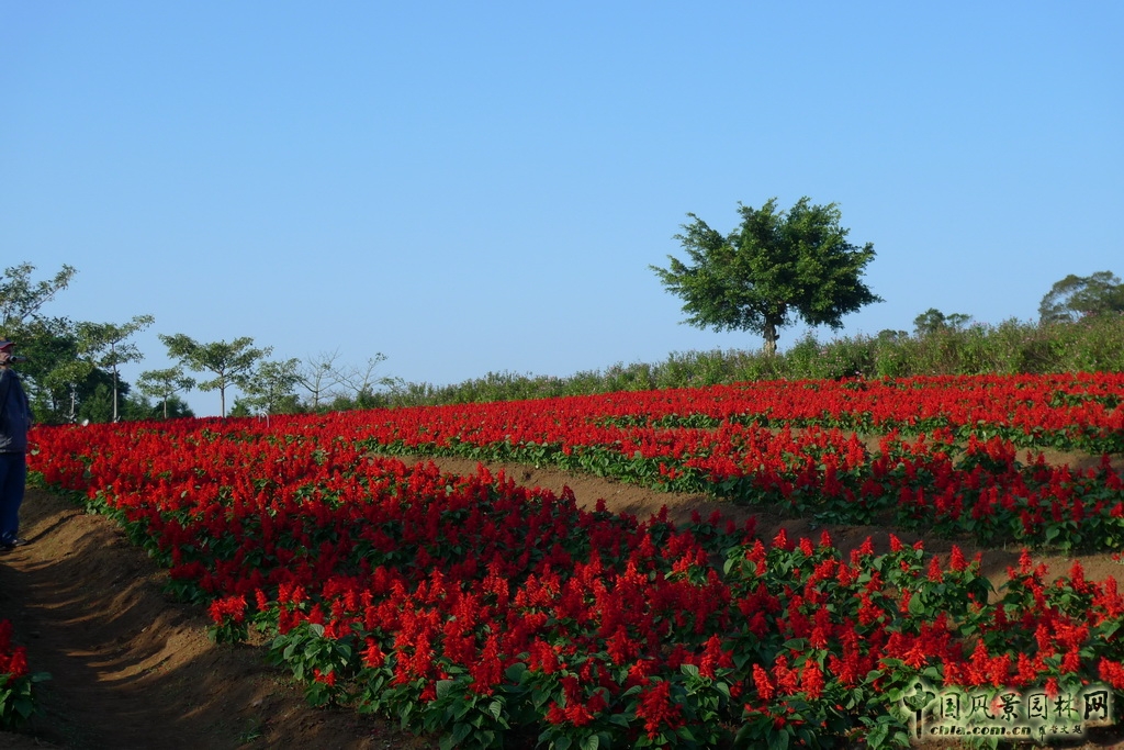 大溪花海農(nóng)場