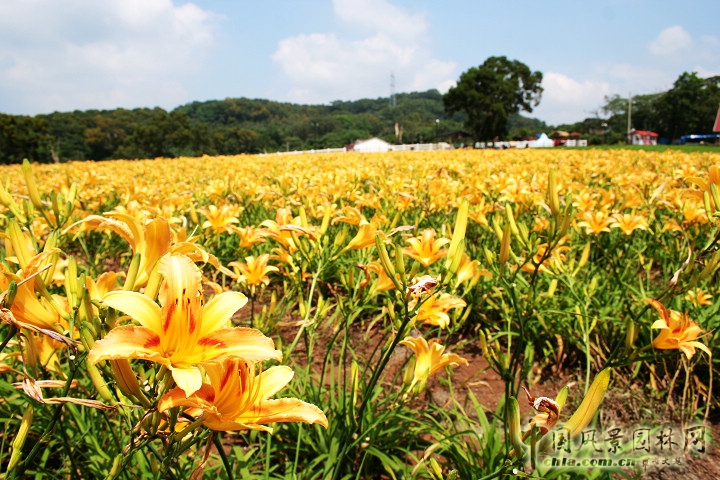 大溪花海農(nóng)場