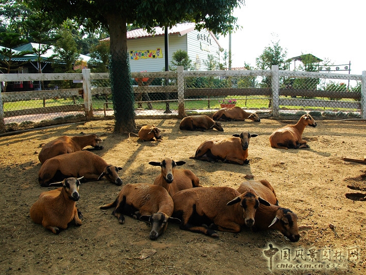 大溪花海農(nóng)場