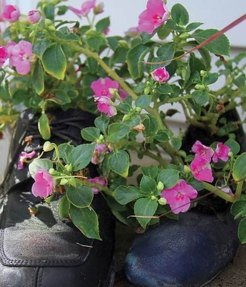 別樣花器別樣情趣 盆栽綠植煥發(fā)出新生機(jī)