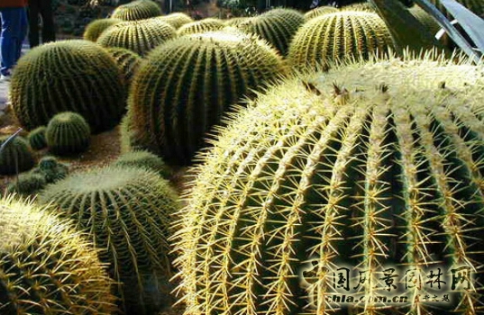 R-land北京源樹景觀作品——主題設計類