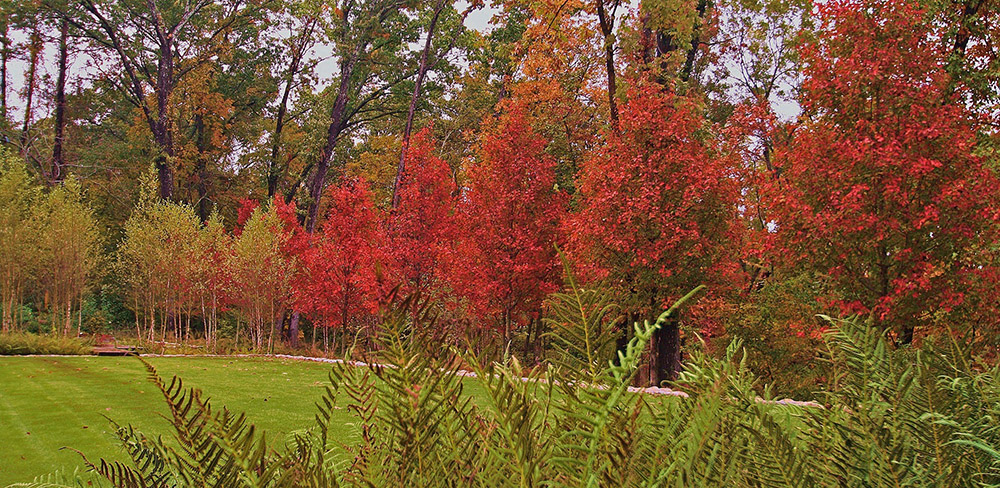 雨水花園設(shè)計
