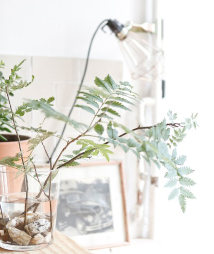 今冬室內(nèi)裝飾 必須給房間加點觀葉綠色植物！