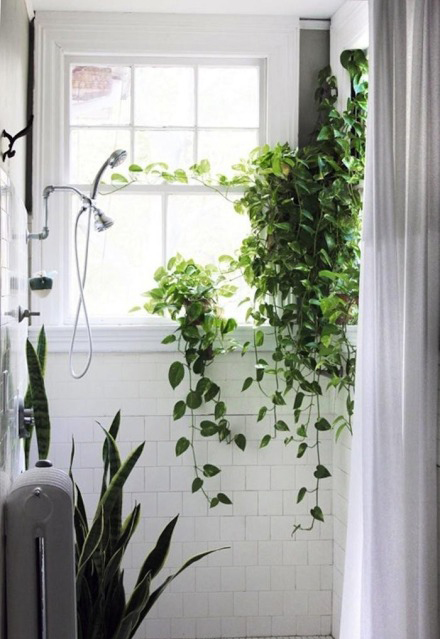 今冬室內裝飾 必須給房間加點觀葉綠色植物！