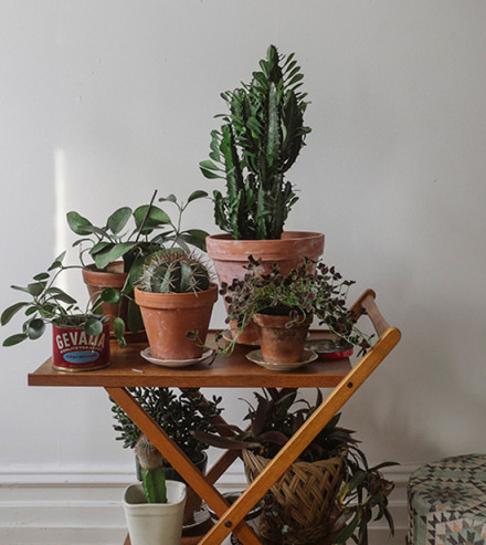 今年冬天的室內(nèi)裝飾 必須給房間加點(diǎn)觀(guān)葉綠色植物！