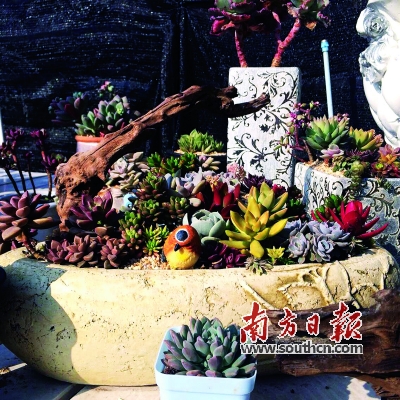 微景觀 多肉植物 園藝師 生態瓶