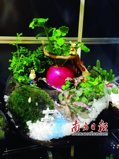 微景觀 多肉植物 園藝師 生態瓶
