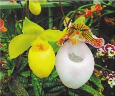 植物園盛開“蘭花大熊貓” 為世界一級保護植物