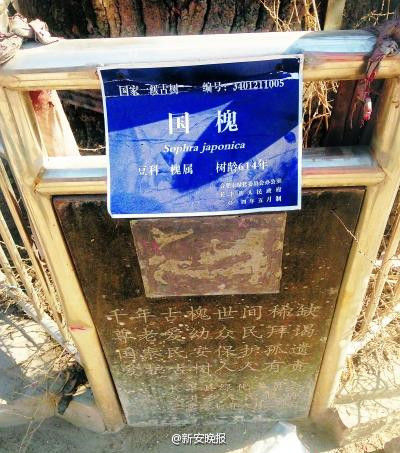 古樹 燒香祭拜 國槐