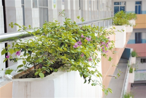 教室走廊邊上的花壇。