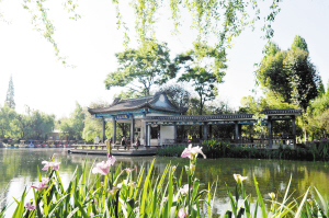 西華公園的鳶尾花