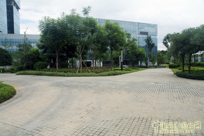 南附樓綠化栽植