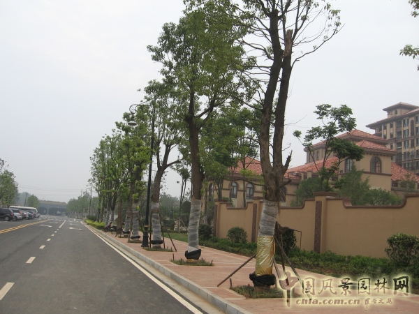 2015住宅景觀獎：洞庭湖國際公館一期別墅景觀綠化