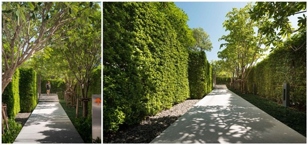 泰國曼谷高層公寓小區景觀設計