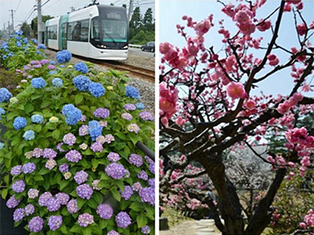 日本新干線沿途的美麗花海(組圖)