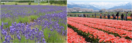 日本新干線沿途的美麗花海(組圖)