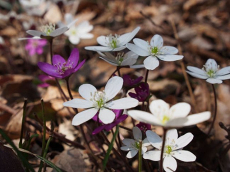日本新干線沿途的美麗花海(組圖)
