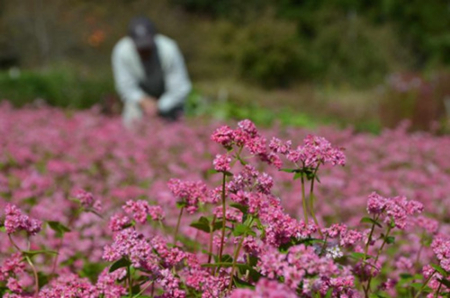 日本新干線沿途的美麗花海(組圖)