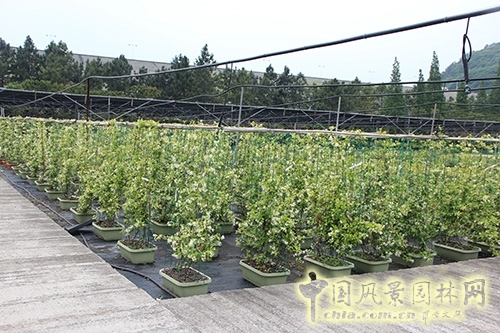 蕭山花木節  等你來圍觀