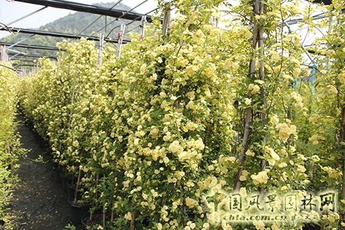 蕭山花木節  等你來圍觀