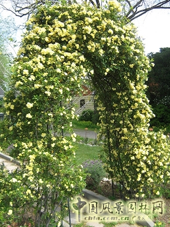 蕭山花木節  等你來圍觀