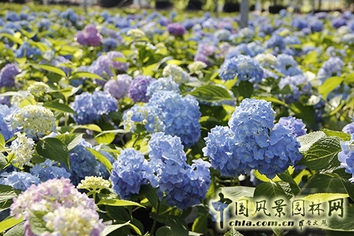 蕭山花木節  等你來圍觀