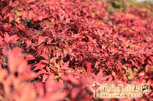 蕭山花木節  等你來圍觀