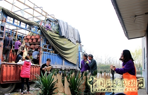 畫(huà)境·青山湖花園中心一大波綠植火熱上市