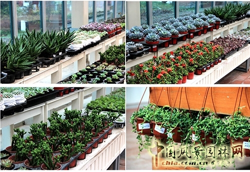 畫(huà)境·青山湖花園中心一大波綠植火熱上市