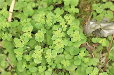 溫州植物庫再添新成員 烏巖嶺發現“日本金腰”