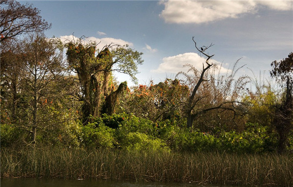 迪士尼水上公園廢棄15年變“植物園”
