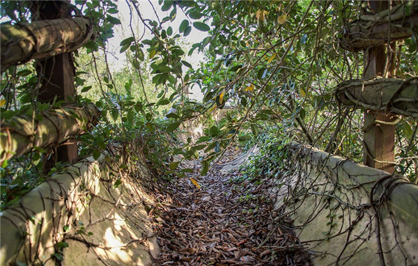 迪士尼水上公園廢棄15年變“植物園”