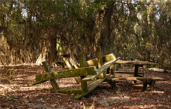 迪士尼水上公園廢棄15年變“植物園”