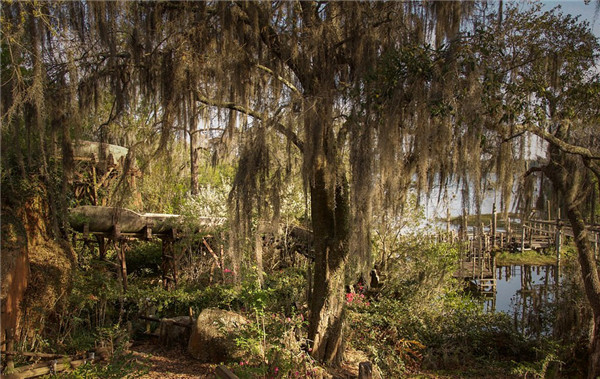 迪士尼水上公園廢棄15年變“植物園”