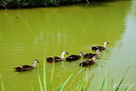 西安:浐灞生態(tài)國(guó)家濕地公園