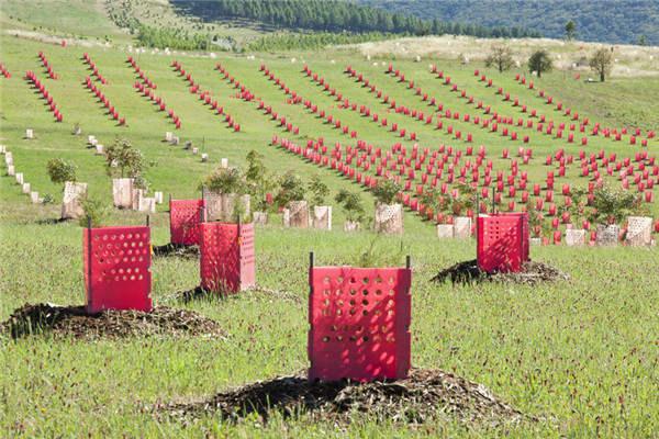 森林100 - 堪培拉國家植物園
