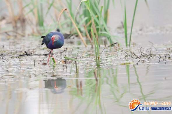 翔安張埭橋水庫擬建濕地公園 為水鳥預(yù)留足夠空間
