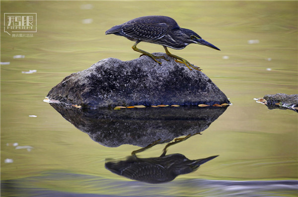 花園城市新加坡：鬧市區分布大片原始雨林