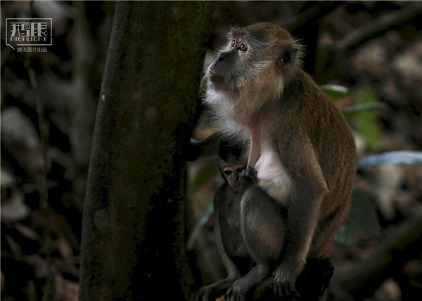 花園城市新加坡：鬧市區分布大片原始雨林
