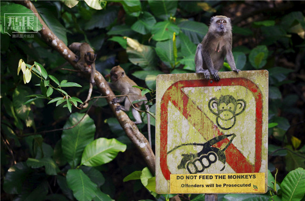 花園城市新加坡：鬧市區(qū)分布大片原始雨林