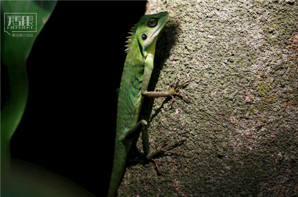 花園城市新加坡：鬧市區(qū)分布大片原始雨林