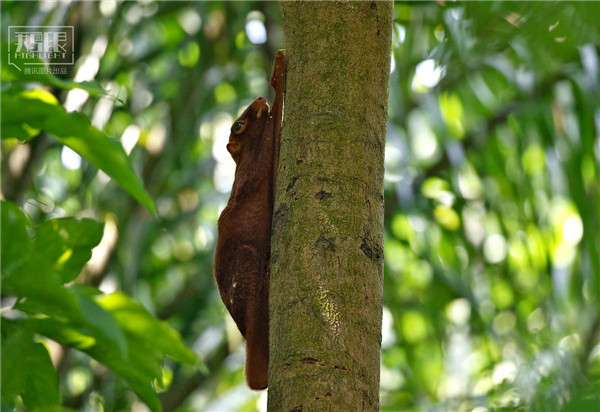 花園城市新加坡：鬧市區分布大片原始雨林