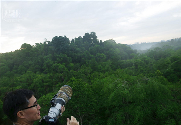 花園城市新加坡：鬧市區分布大片原始雨林