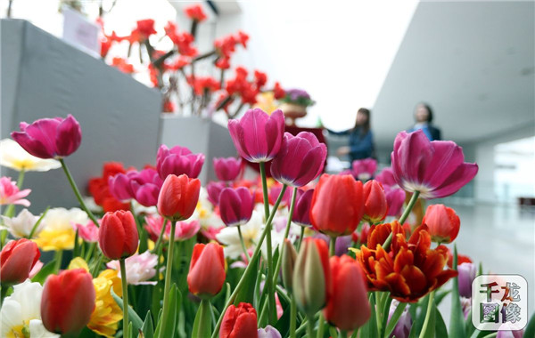 國泰郁金香首次亮相中國園林博物館